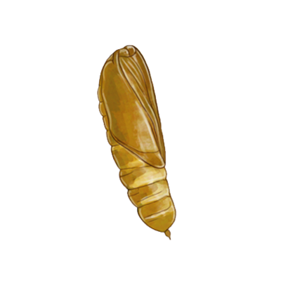 Chrysodeixis chalcites pupa
