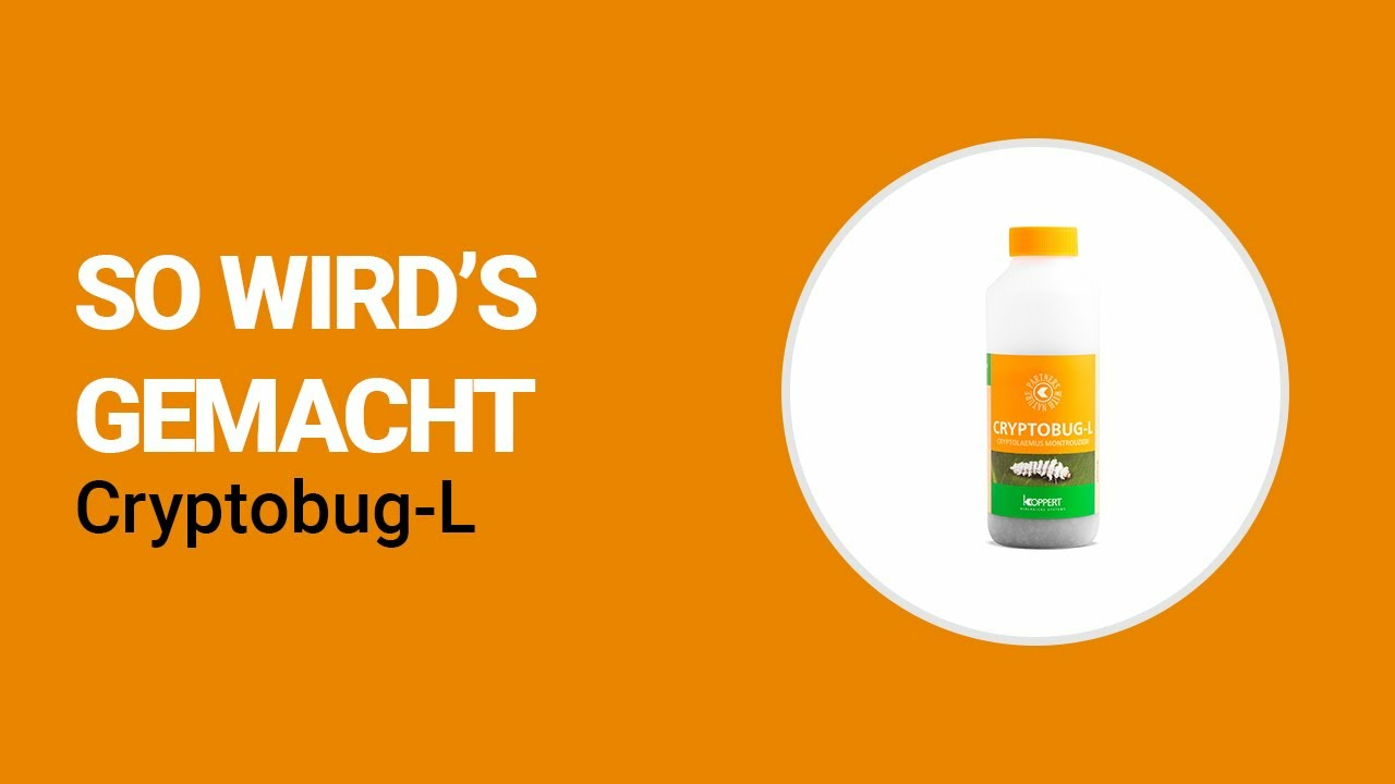 So wird's gemacht - Koppert Cryptobug-L