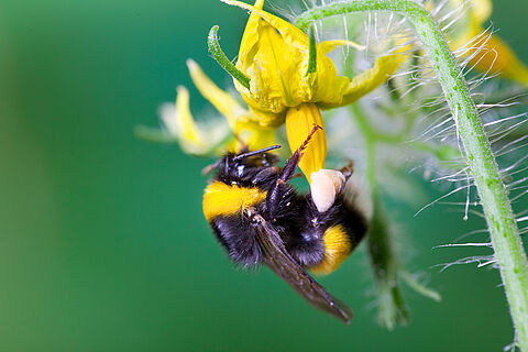 Lichtmangel macht Hummeln inaktiv