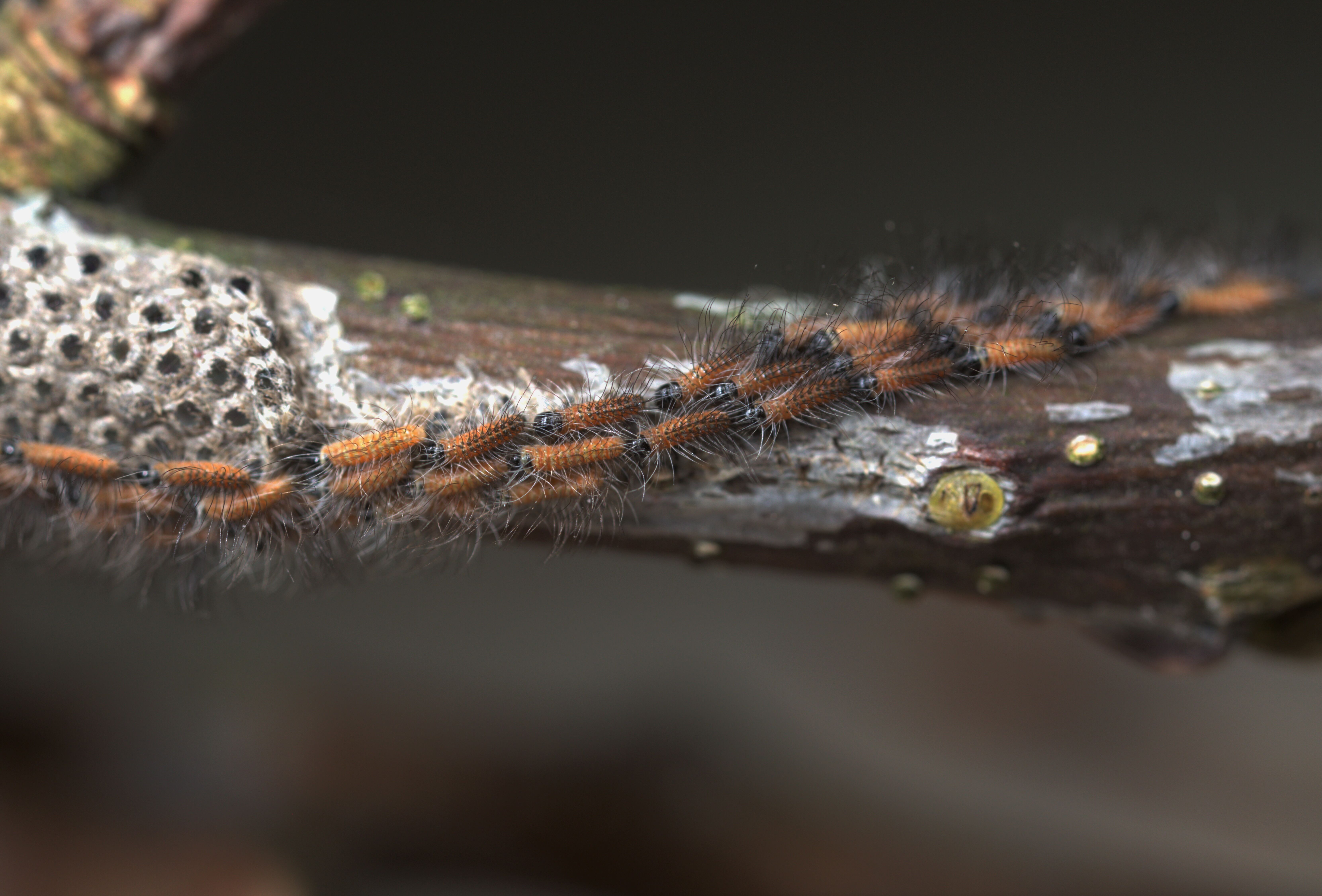 Im Doppelpack gegen Eichenprozessionsspinner-Raupen