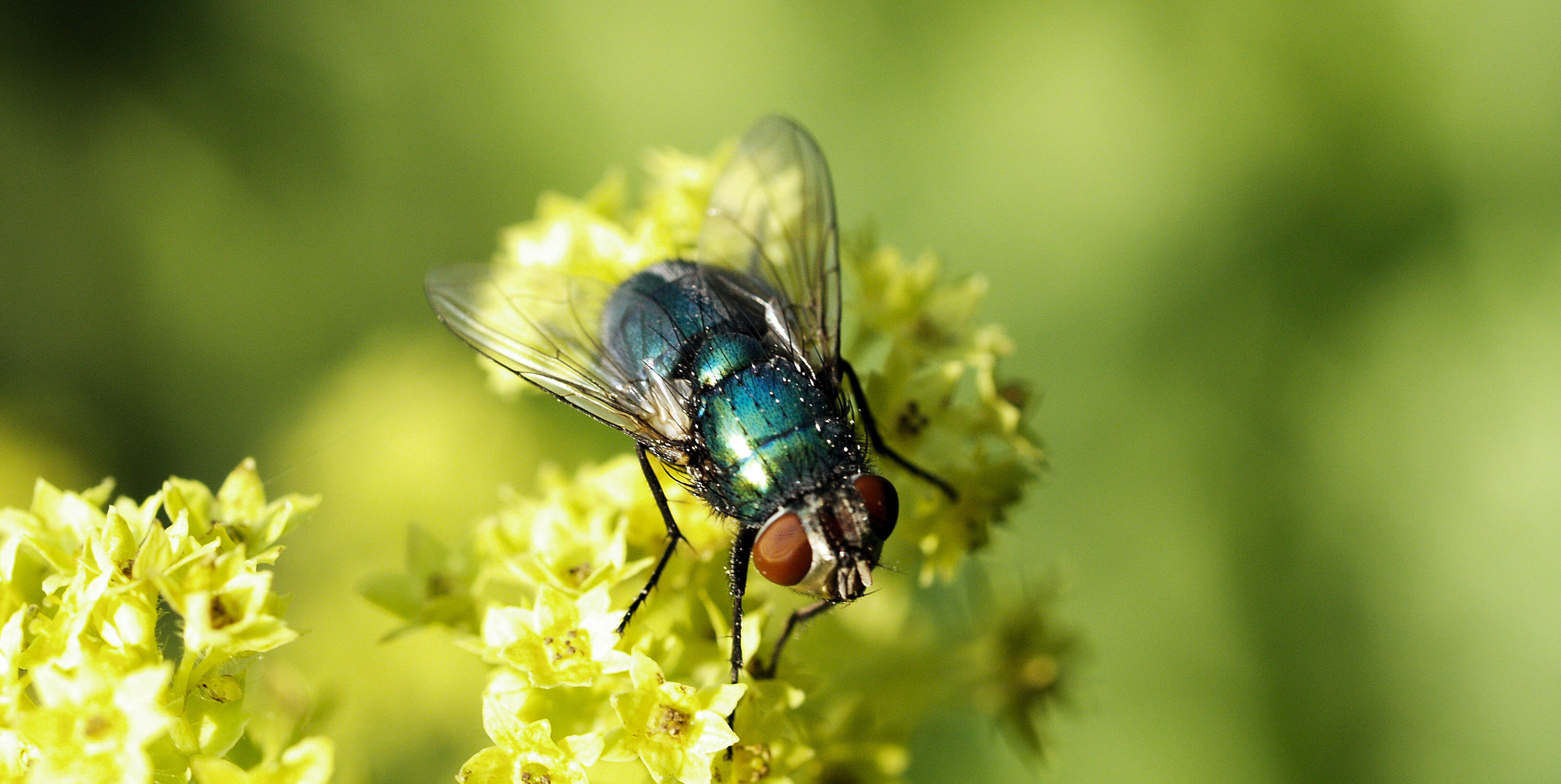 Checkliste für die Bestäubung mit Natupol Fly
