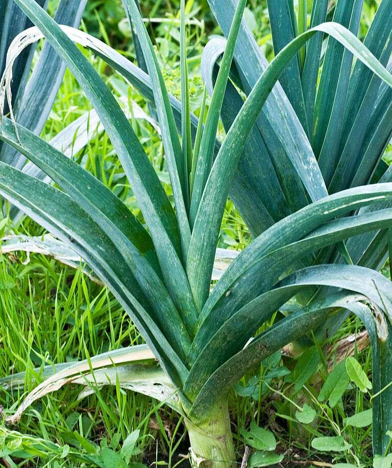 Leek damage caused by the Onion thrips Thrips tabaci