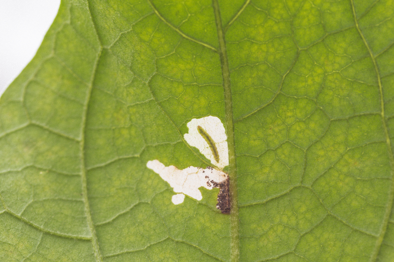 Larva in leaf of the Tomato leafminer Tuta absoluta
