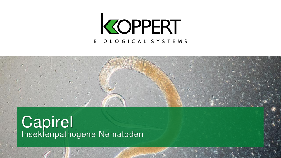 Capirel Apfelwickler