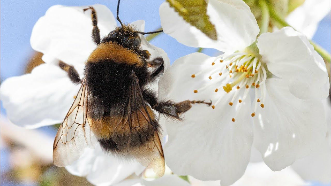 Natürliche Bestäubung von Kirschen mit Tripol