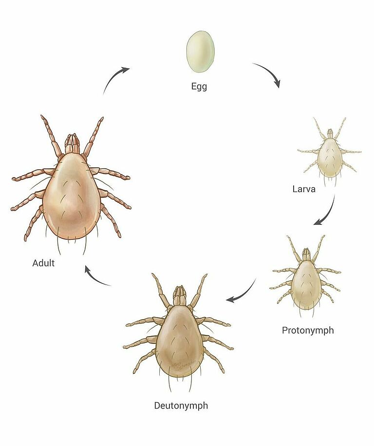 Life cycle of Amblyseius swirskii
