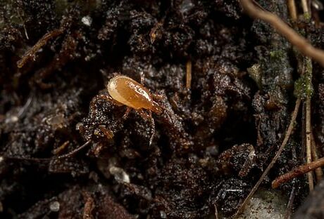 Macro-Mite gegen Thripspuppen