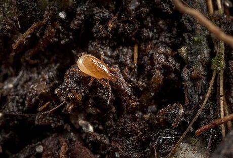 Macro-Mite gegen Thripspuppen