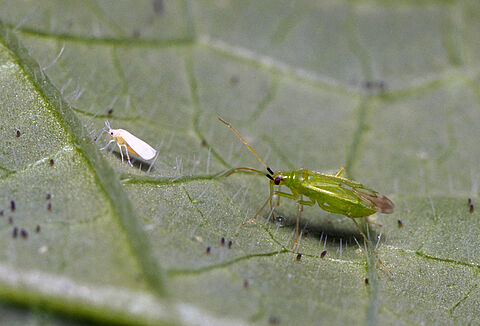 1:0 für Macrolophus gegen Weiße Fliege