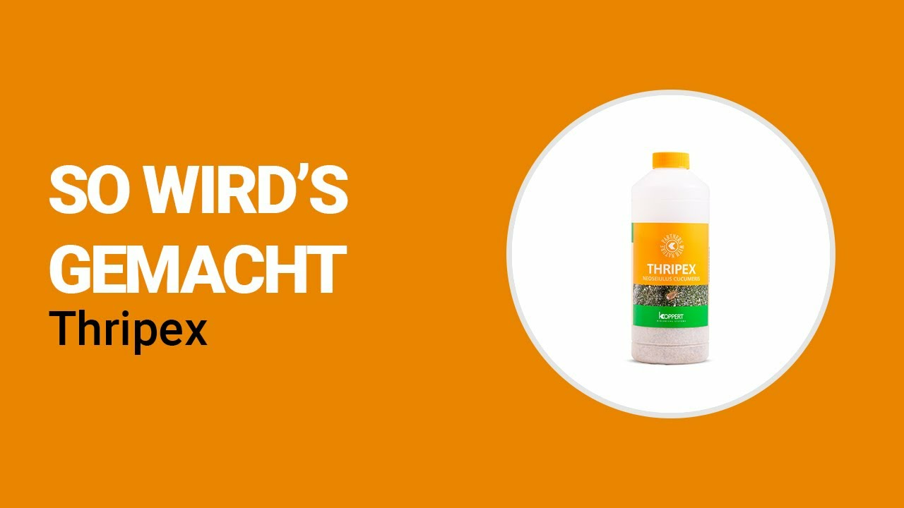 So wird’s gemacht - Koppert Thripex