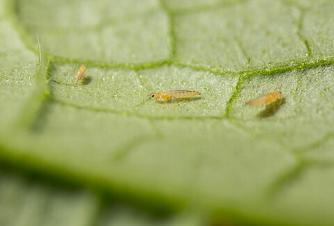 Geben Sie Thrips keine Chance