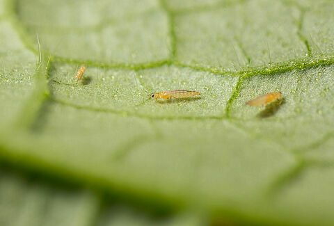 Geben Sie Thrips keine Chance