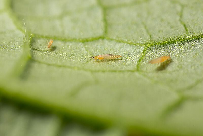 Frankliniella_occidentalis_Koppert_BIological_Systems-10.jpg