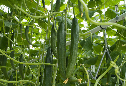 Warme Witterung fördert Spinnmilbenbefall