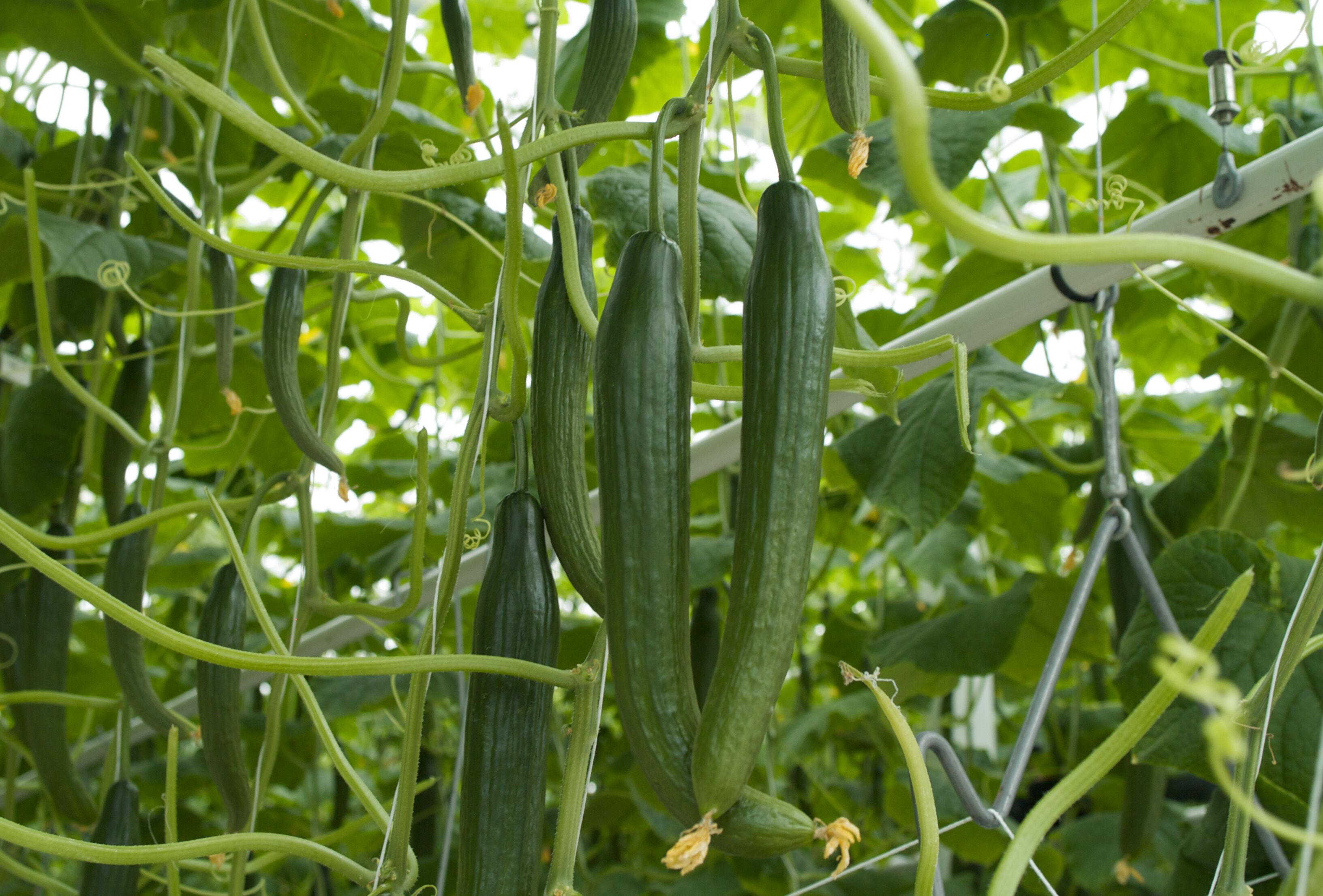 Warme Witterung fördert Spinnmilbenbefall