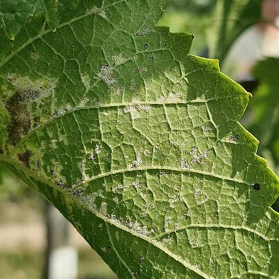 Underside of a grape leaf infected with downy mildew, with clearly visible sporulating lesions.