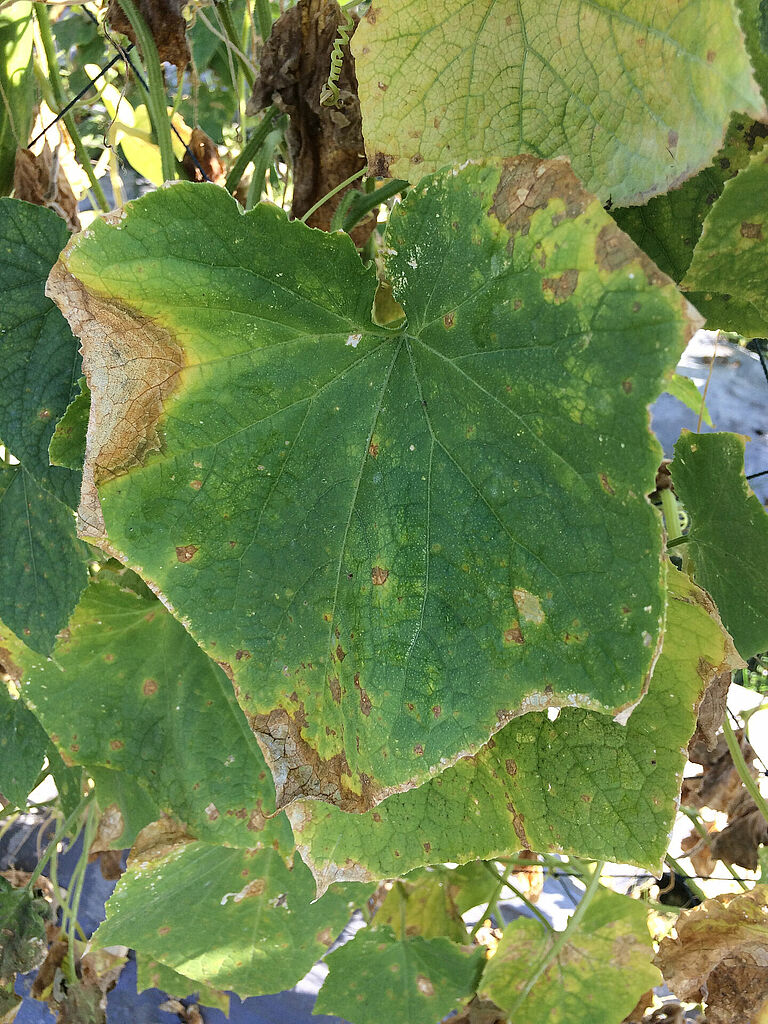 Cucumber leaf damage caused by Gummy stem blight of cucurbits Didymella bryoniae