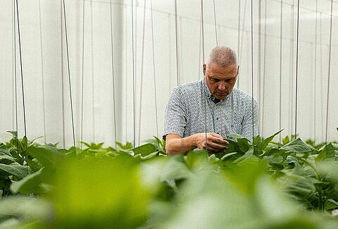 Pioniere der Raubmilben: Eine Reise durch Innovationen der biologischen Bekämpfung