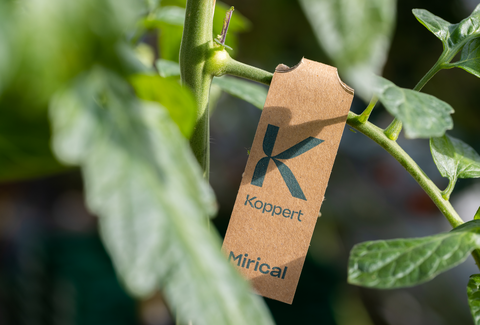 Mirical – optimale Bekämpfung der Weißen Fliege mit revolutionärem Freisetzungssystem