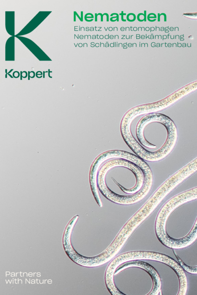 Nematoden zur Bekämpfung von Schädlingen im Gartenbau