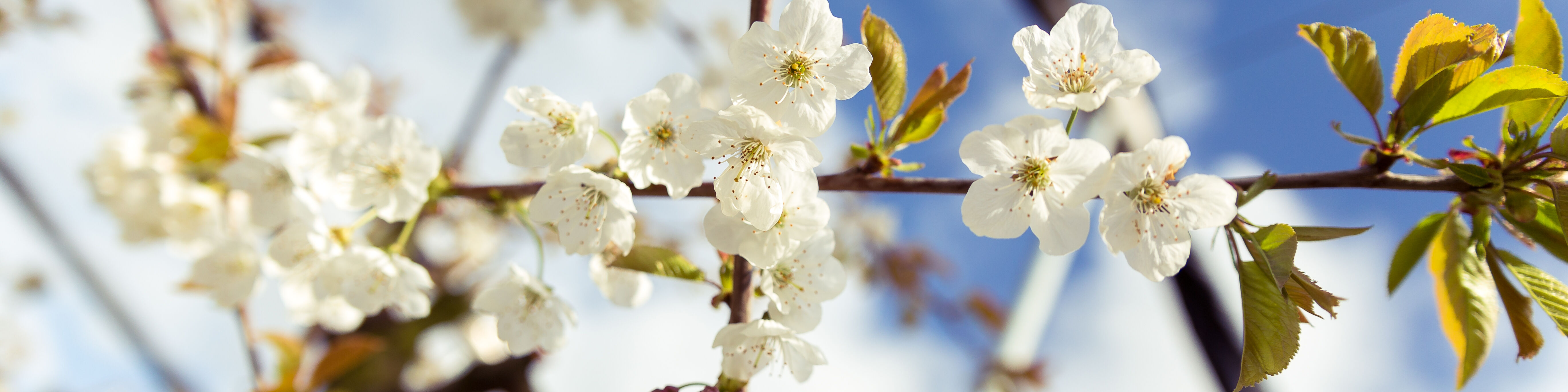 Raubmilben Portfolio