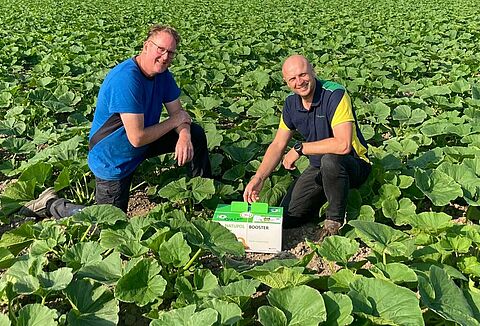 Bestäubung von Kürbissen mit Hummeln