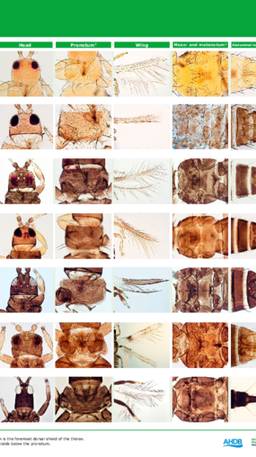 Thrips Identification Guide Thrips Identification Guide