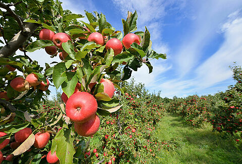 Apfel