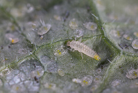 Delphibug gegen Weiße Fliege-Herde