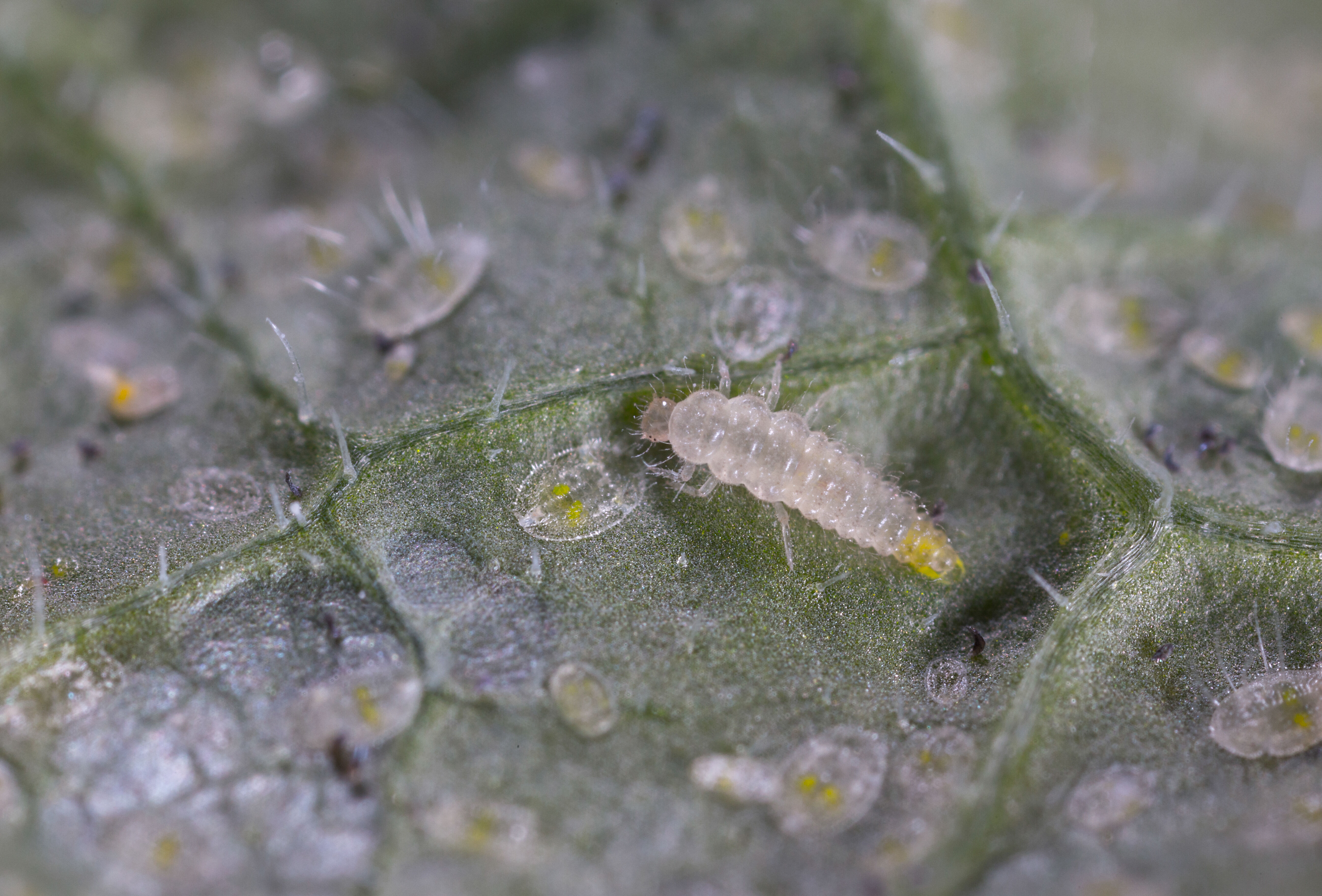 Delphibug gegen Weiße Fliege-Herde