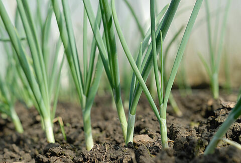 Wie nützliche Nematoden die Zwiebelfliege bekämpfen