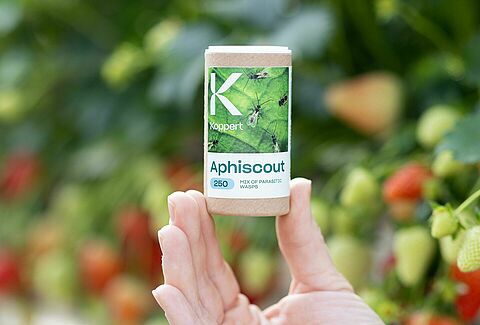 Aphiscout: Die biologische Lösung gegen Blattläuse