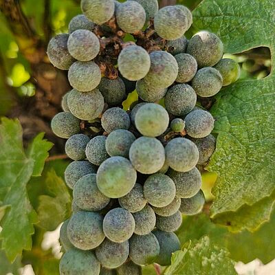Powdery mildew on grapevine. Grey-white fungal growth on berries.