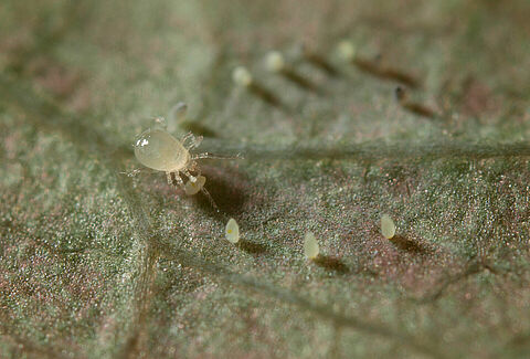 Limonica gegen Weiße Fliege und Thrips