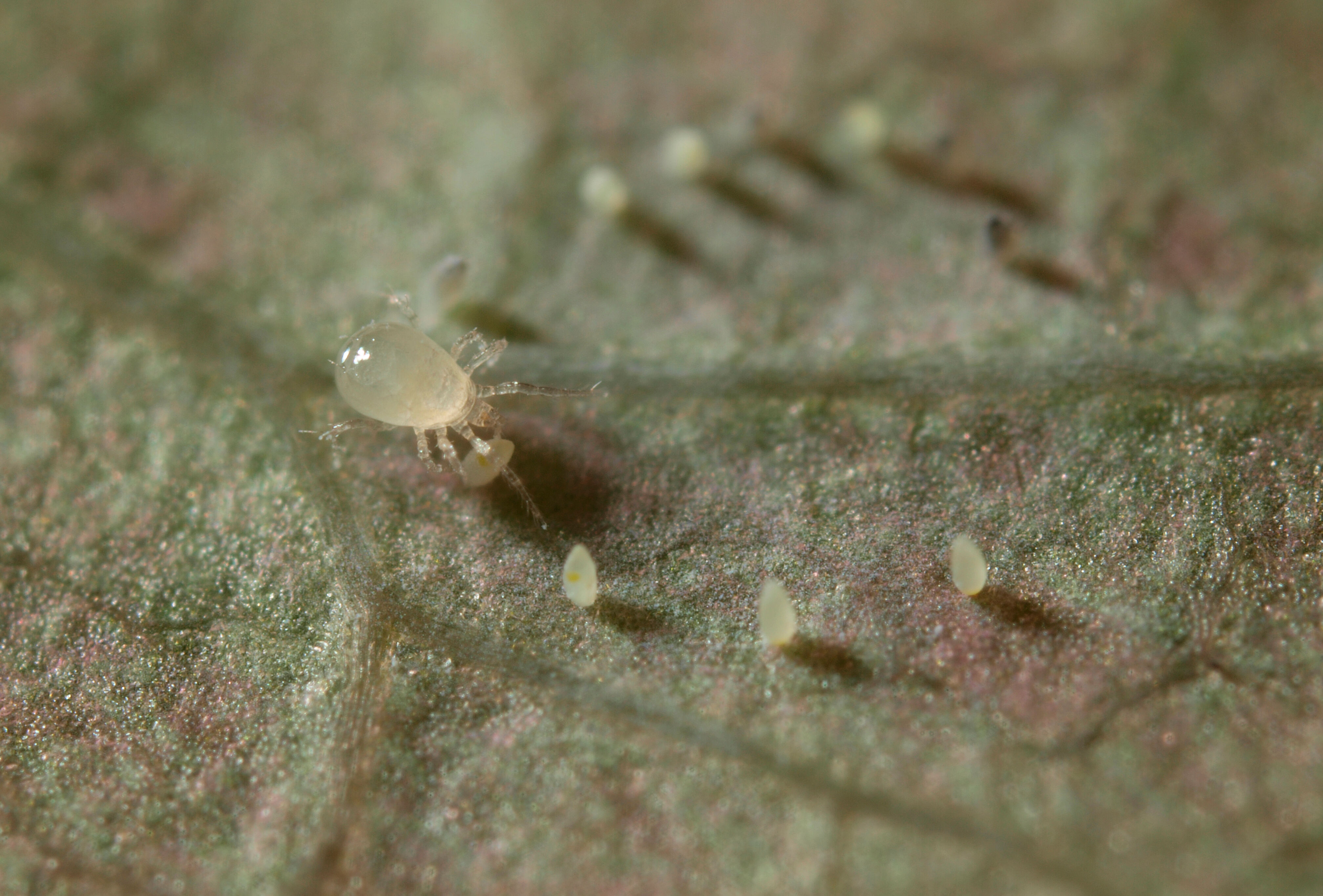 Limonica gegen Weiße Fliege und Thrips