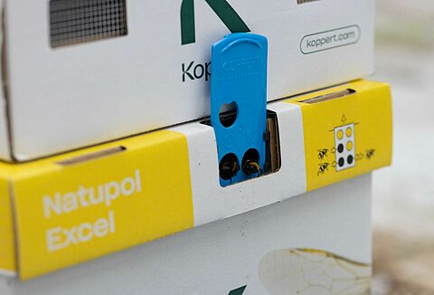 Hummeln haben kein Hitzefrei