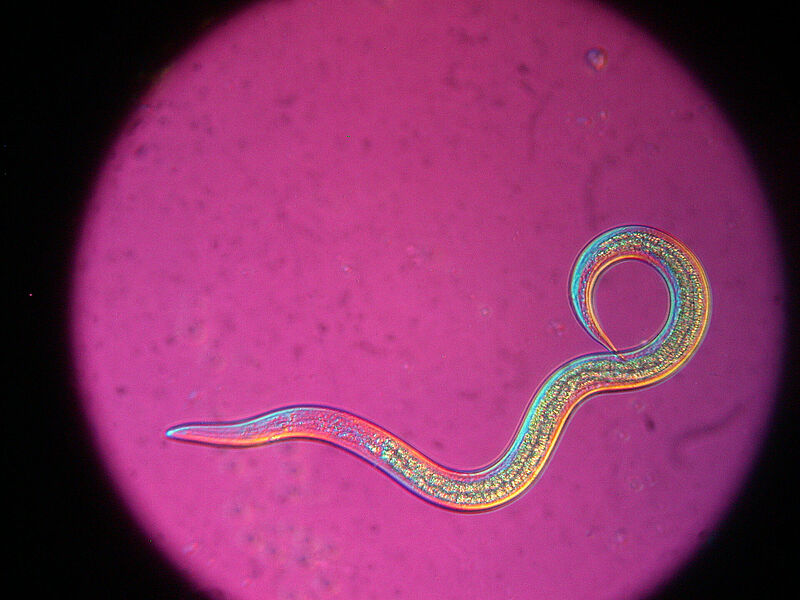Steinernema_feltiae_Koppert_BIological_Systems-2.jpg