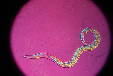 Neue Formulierung für Nematoden