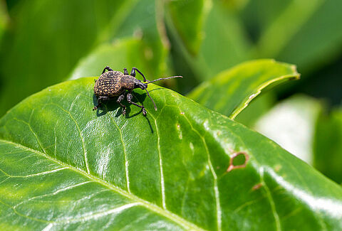 The Vine weevil Otiorhynchus sulcatus