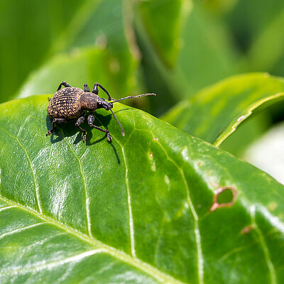 The Vine weevil Otiorhynchus sulcatus