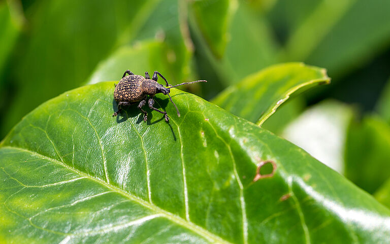 The Vine weevil Otiorhynchus sulcatus