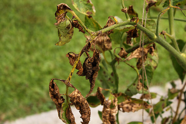 Verticillium-Welke - Prvention, Bekmpfung und Schden