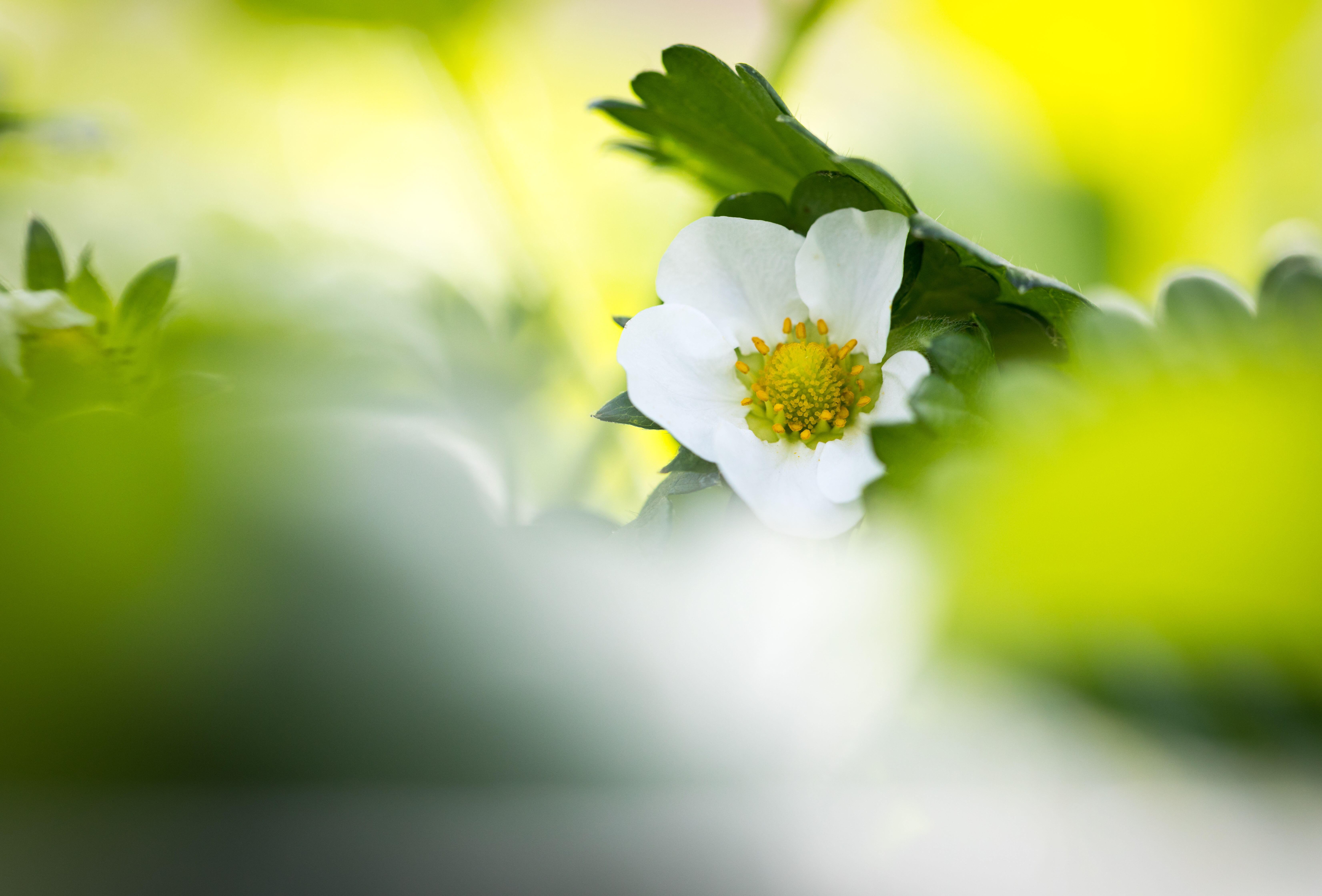 Blütenanlagen bei Erdbeeren fördern