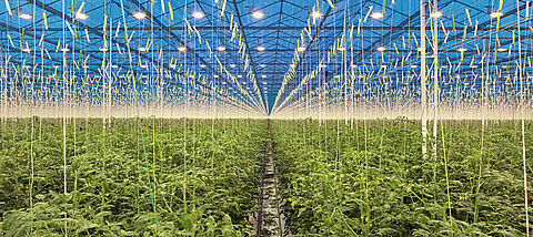 So arbeiten Hummeln unter Kunstlicht