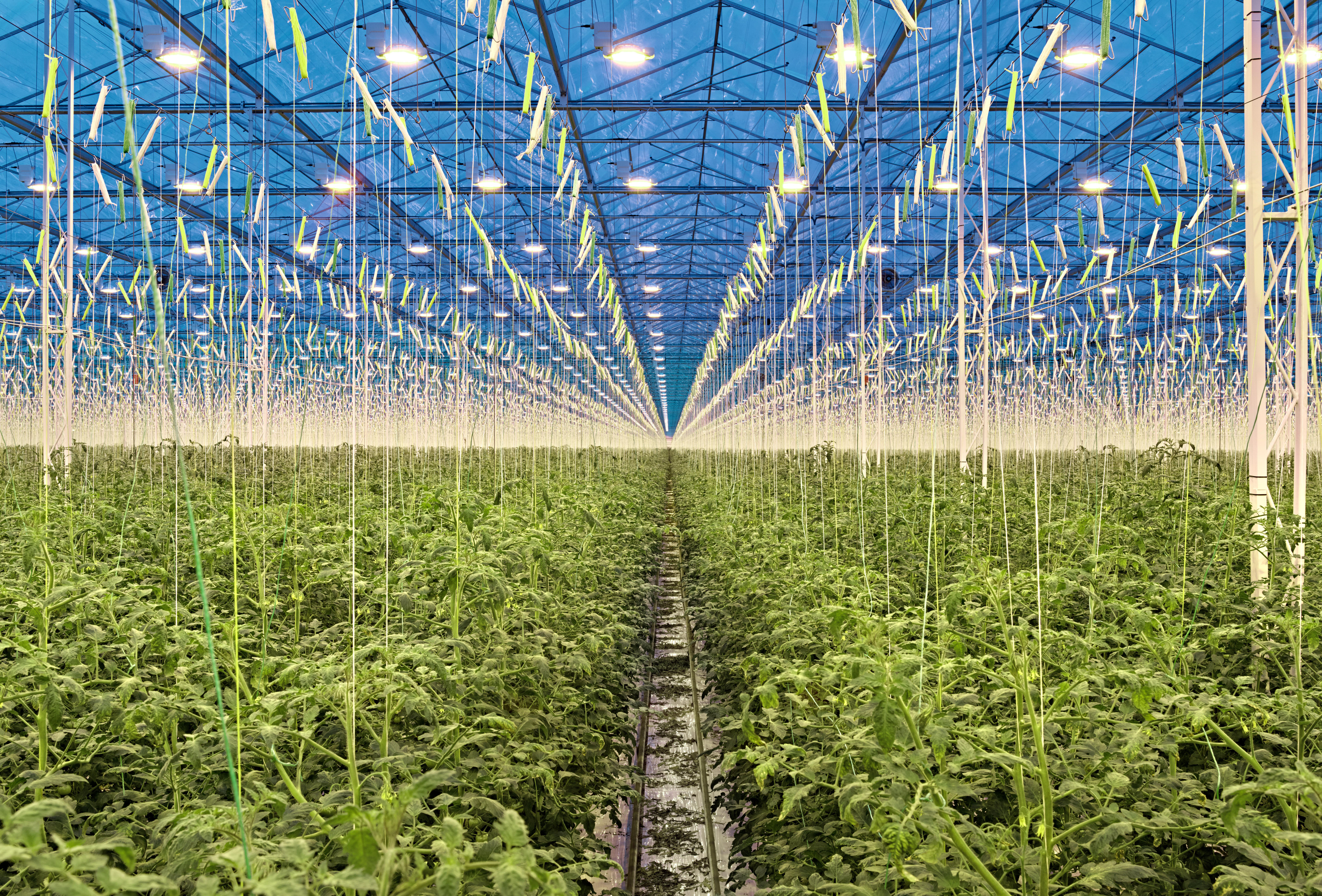 Hummeln und Assimilationsbelichtung