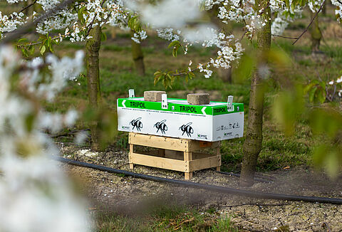 Anbauer verwendet Natupol Tripol für die Bestäubung im Freien