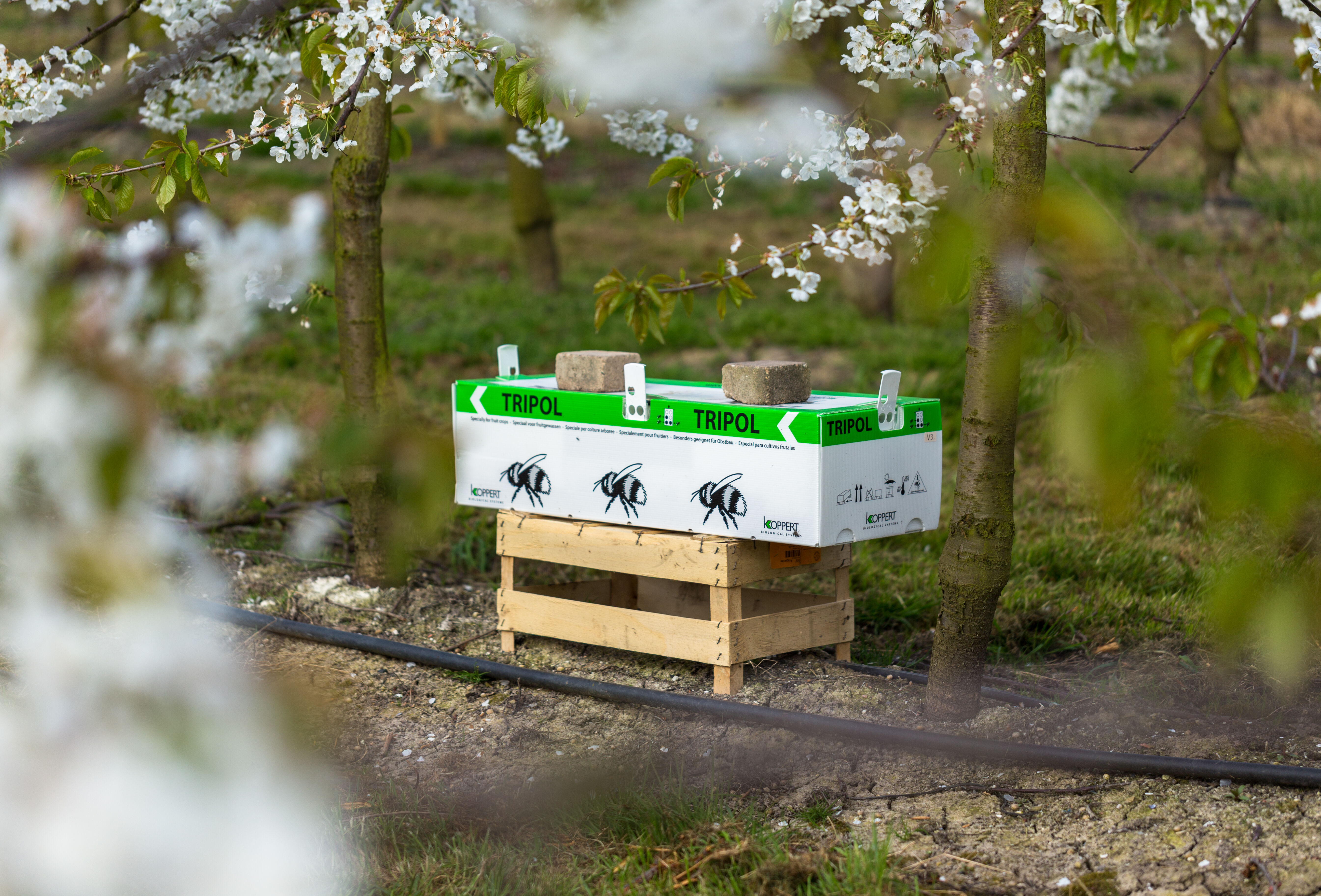 Jetzt ist Tripol-Zeit