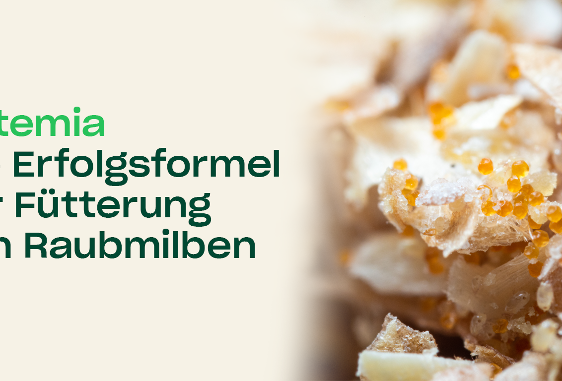 Nutemia: die Erfolgsformel für die Ernährung von Raubmilben