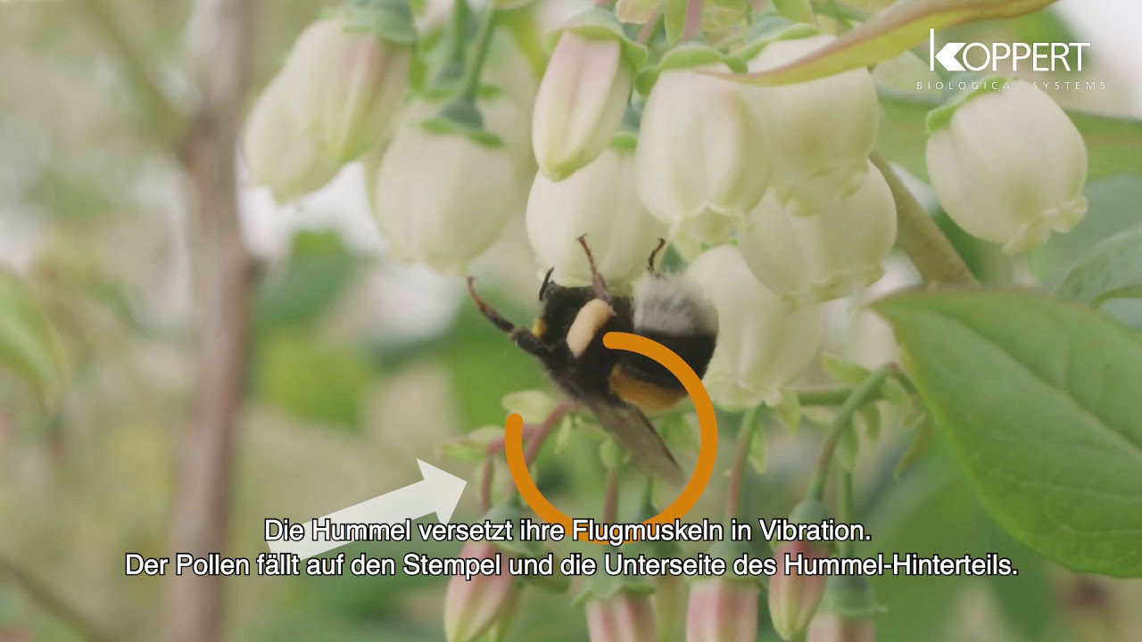 Vibrationsbestäubung bei Heidelbeeren und Tomaten