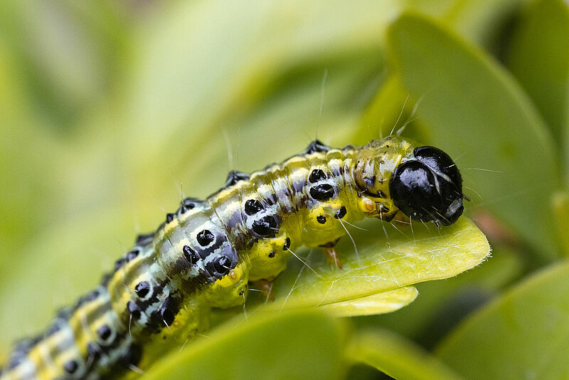 Cydalima_perspectalis_Koppert_BIological_Systems-1.jpg
